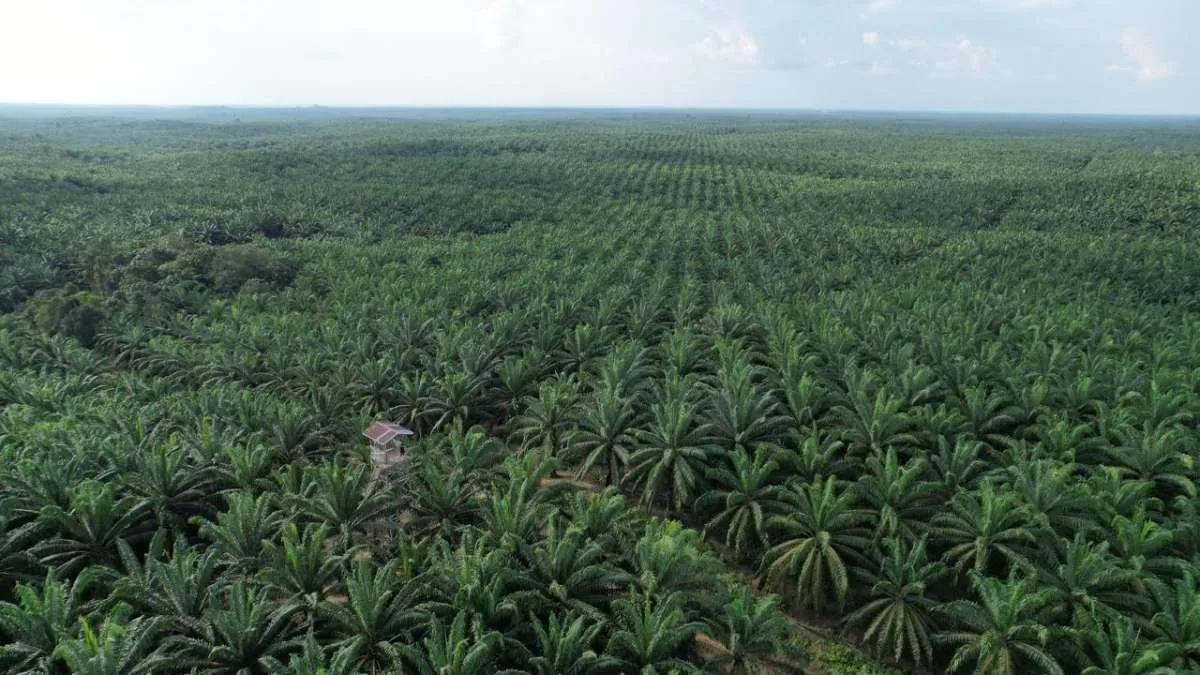 KLHK Segel Kebun dan Pabrik Sawit PT TBS di Tapanuli Tengah Pasca-Banjir
