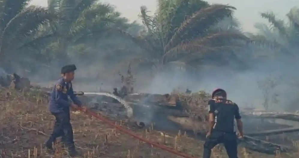 Wajo Perketat Kesiagaan Hadapi Ancaman 'El Nino Godzilla' 2026: Karhutla dan Kekeringan Jadi Fokus Utama